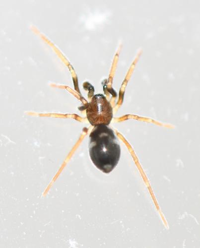 Réf. 249 448 : Phrurolithus sp.